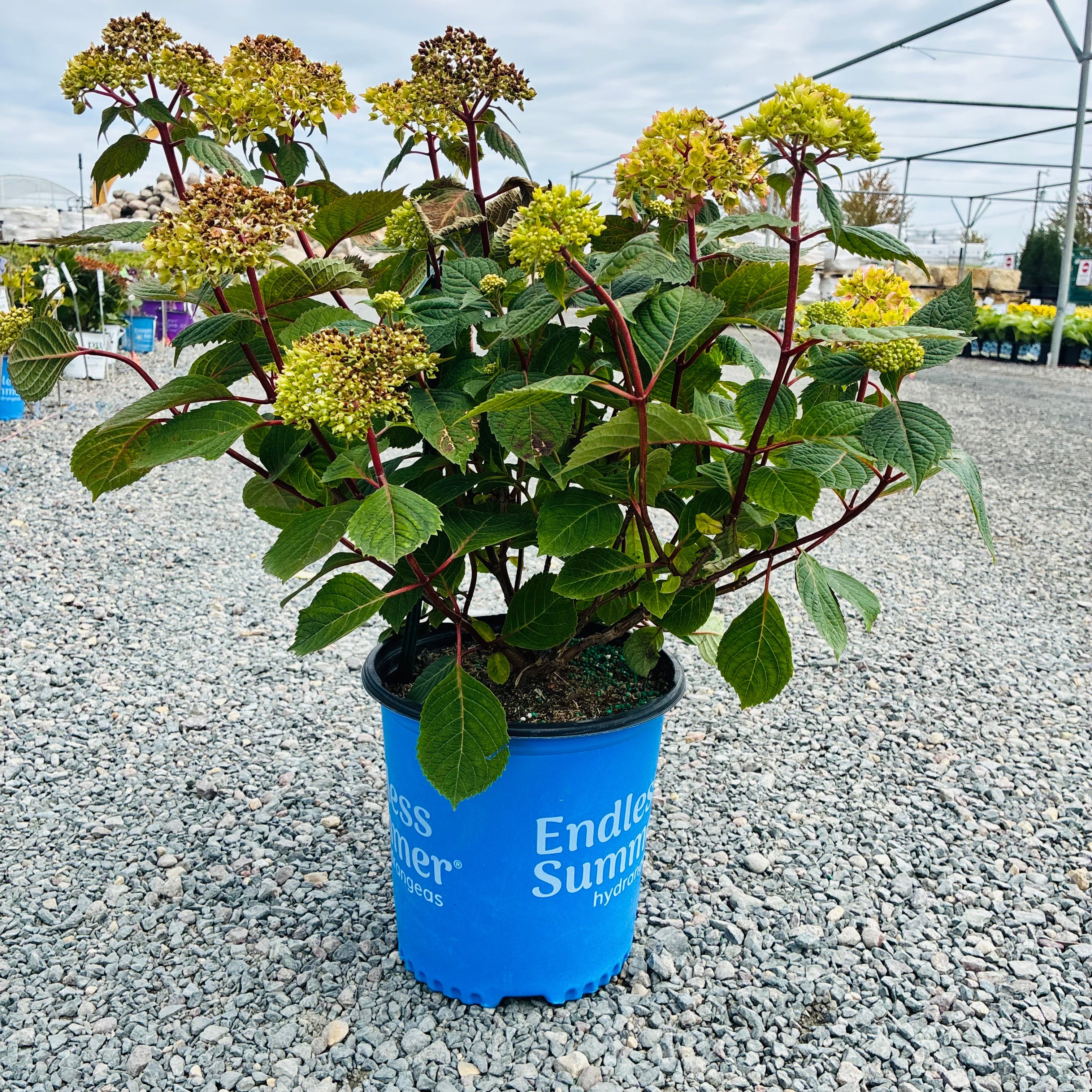 Endless Summer BloomStruck Hydrangea – Three Timbers Minnesota
