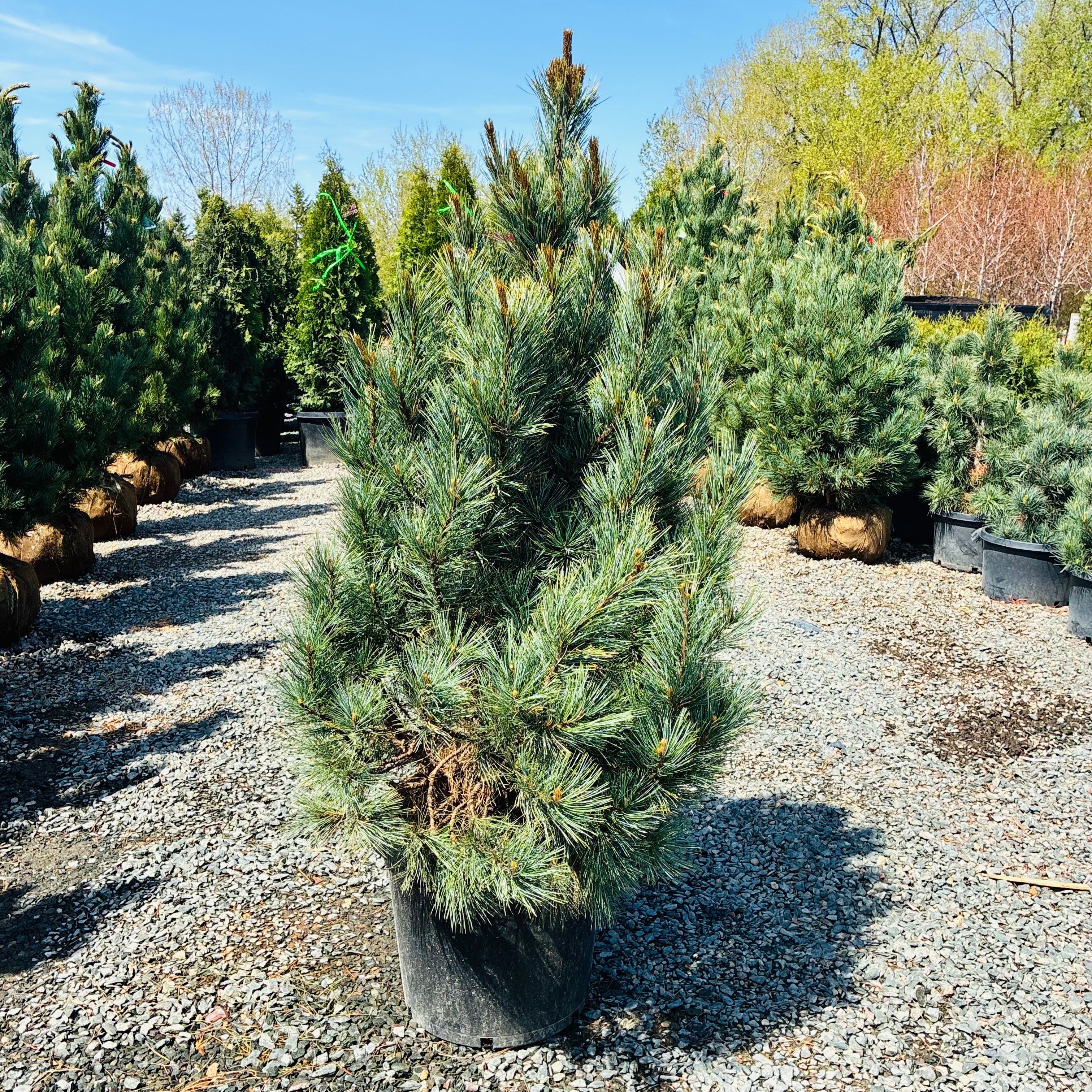 Silver Whispers Swiss Stone Pine – Three Timbers Minnesota