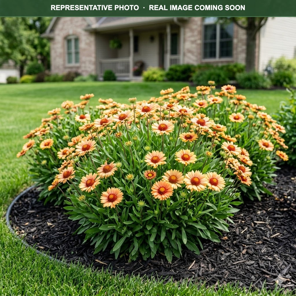 Buy Arizona Apricot Blanket Flower MN | Gaillardia | Three Timbers