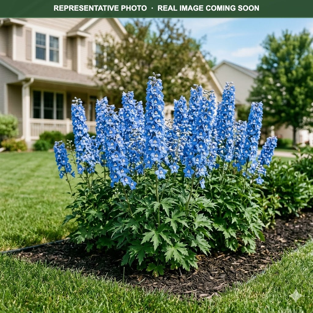 Buy Aurora Blue Delphinium MN | Delphinium | Three Timbers – Three