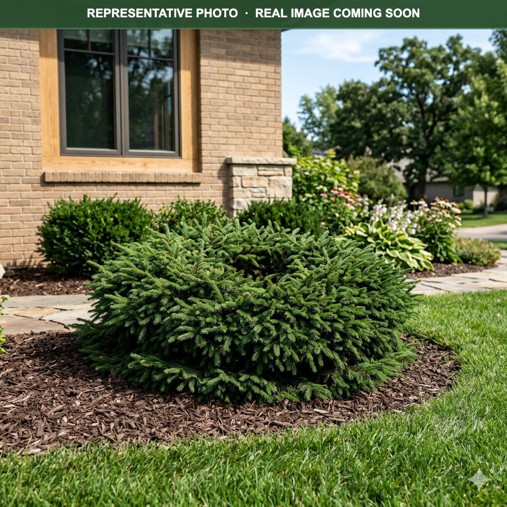 Bird's Nest Spruce | Classic Dwarf Mound | Three Timbers MN