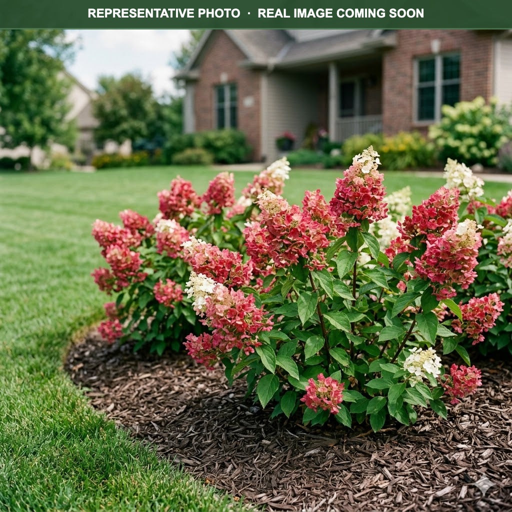 Firelight Tidbit Hydrangea | Hydrangea paniculata | Three Timbers