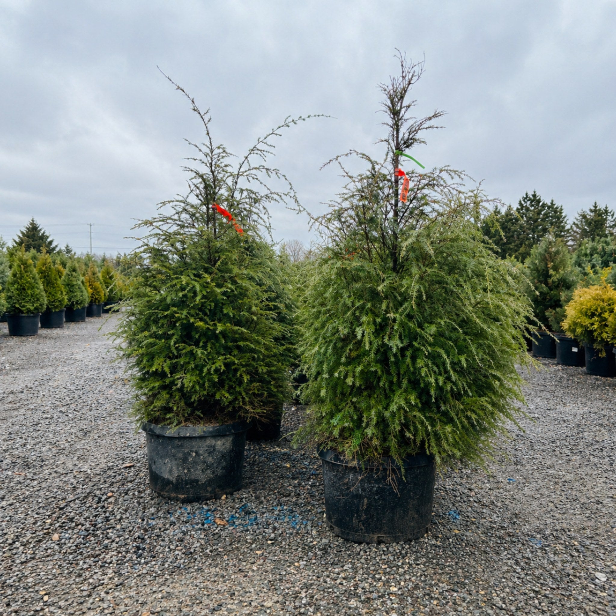 Canadian Hemlock – Three Timbers Minnesota