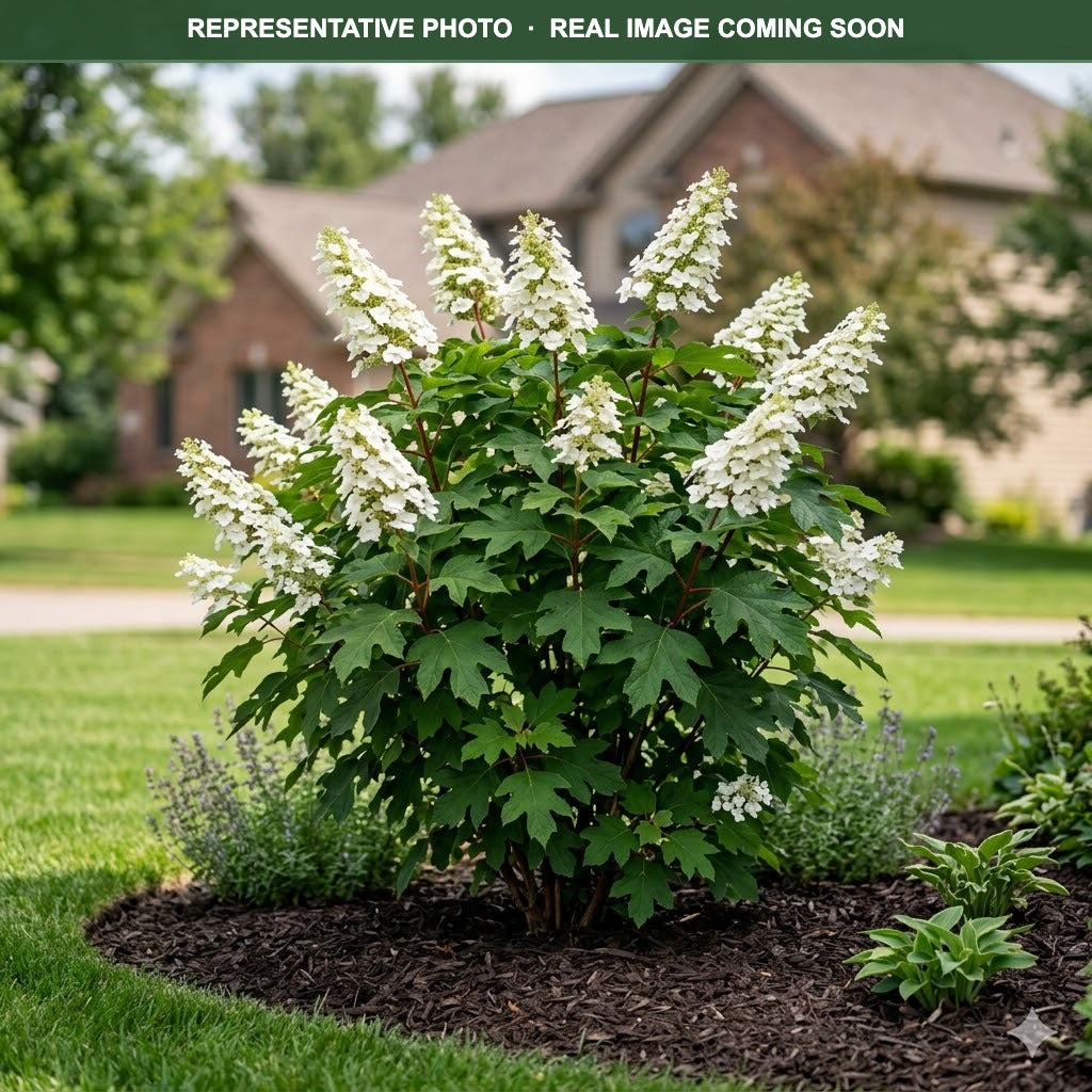 Buy Jet Stream Hydrangea MN | Hydrangea quercifolia | Three