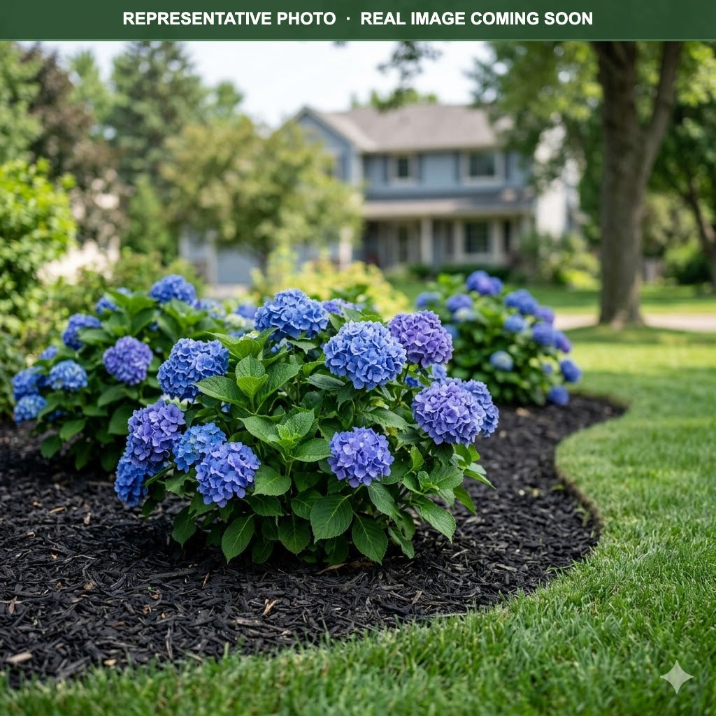 Let's Dance Rhythmic Blue Hydrangea | H. macrophylla | Three