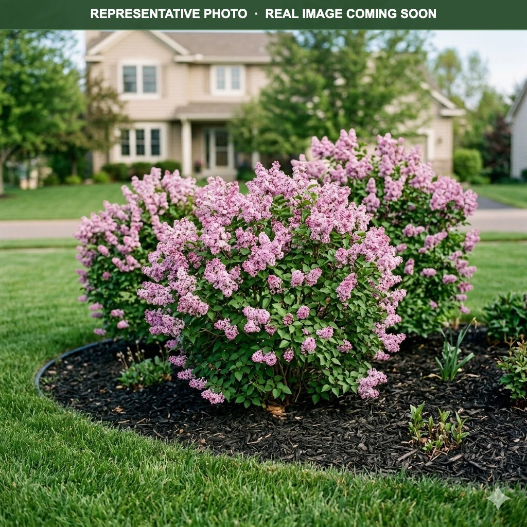 Buy Little Lady Lilac MN | Syringa | Three Timbers – Three Timbers