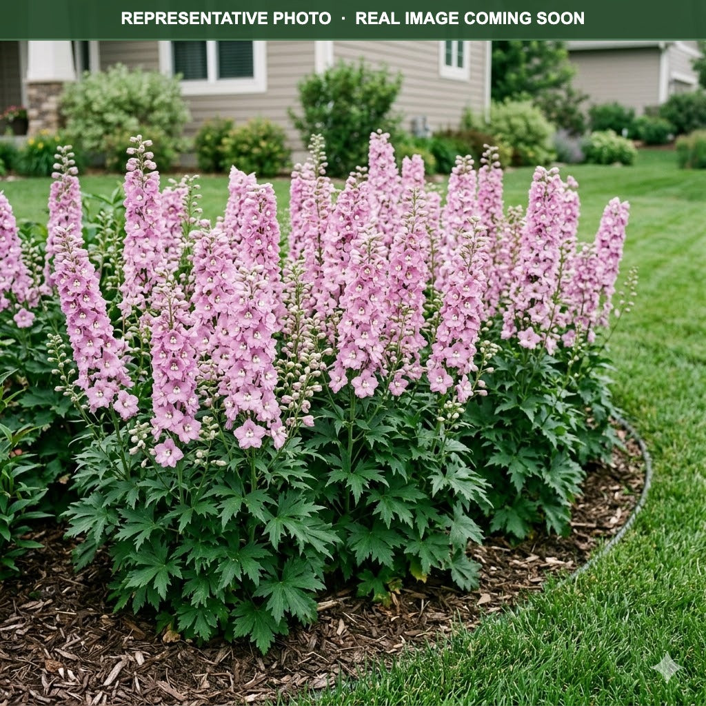 Buy Magic Fountains Lilac Pink Delphinium MN | Delphinium | Three