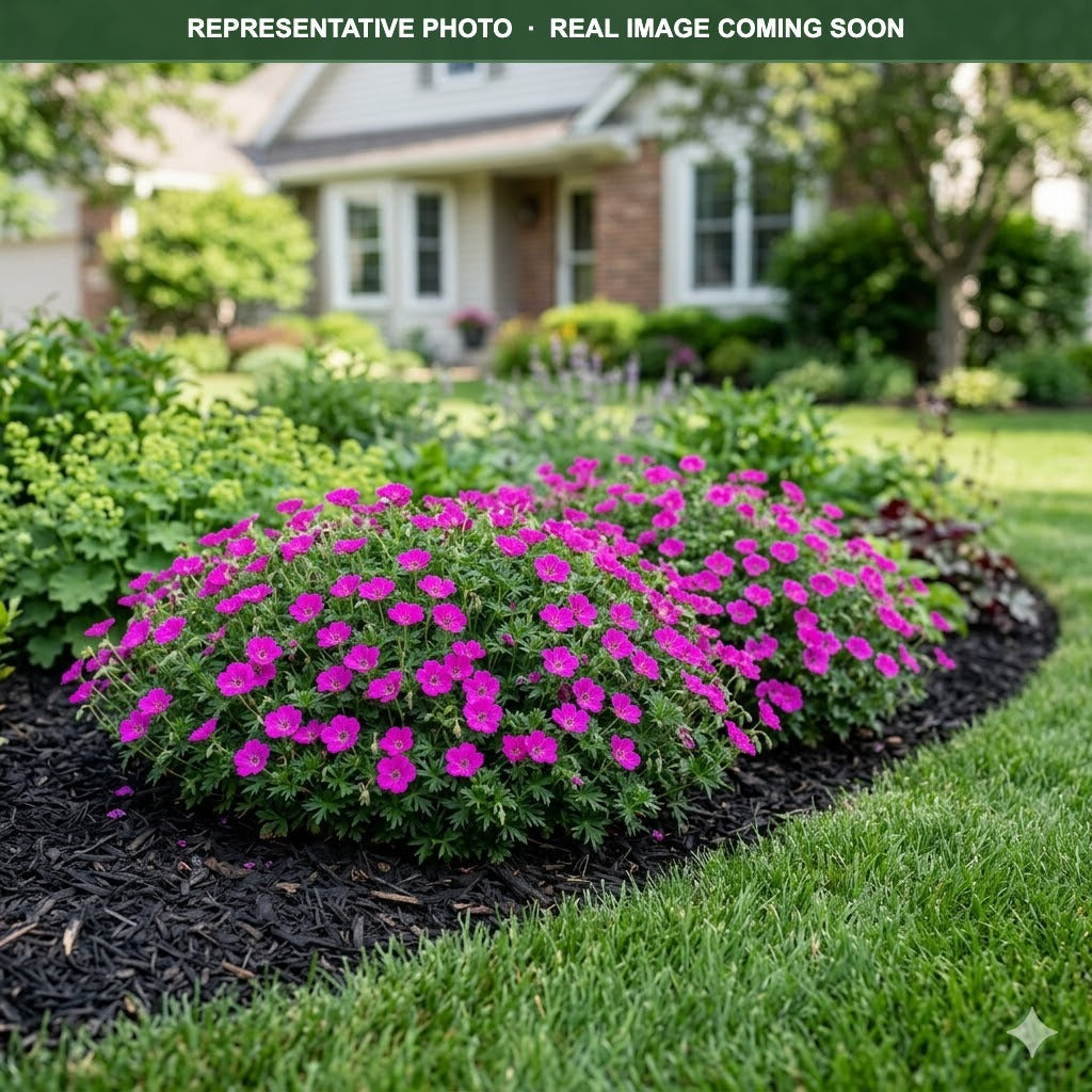 Buy Max Frei Cranesbill MN | Geranium sanguineum | Three Timbers