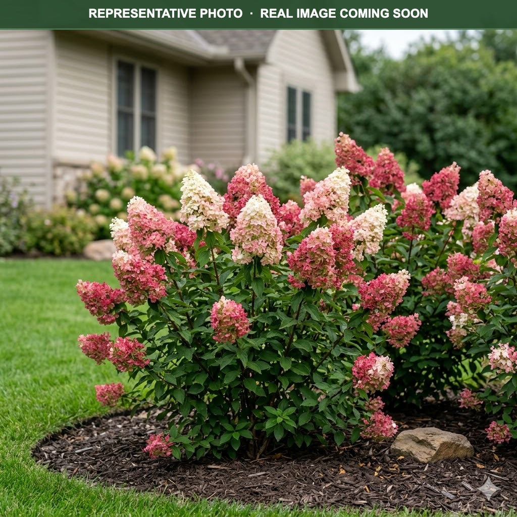 Quick Fire Fab Hydrangea | Hydrangea paniculata | Three Timbers
