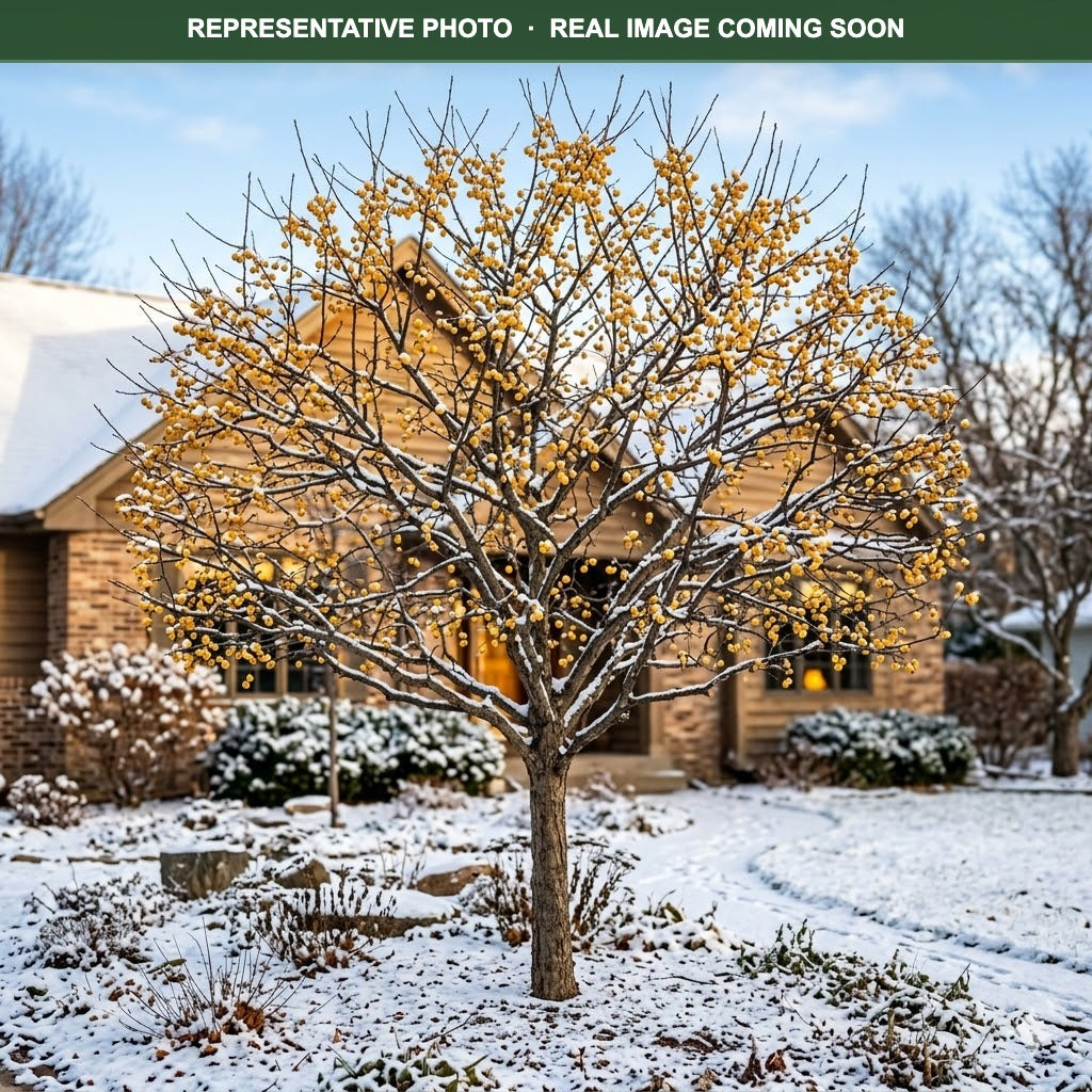 Sparkling Sprite Crabapple | Golden-Fruit Compact Tree | Three