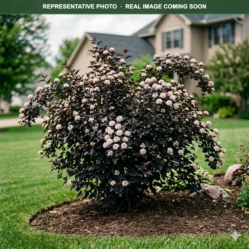 Buy Summer Wine Black Ninebark MN | Physocarpus opulifolius