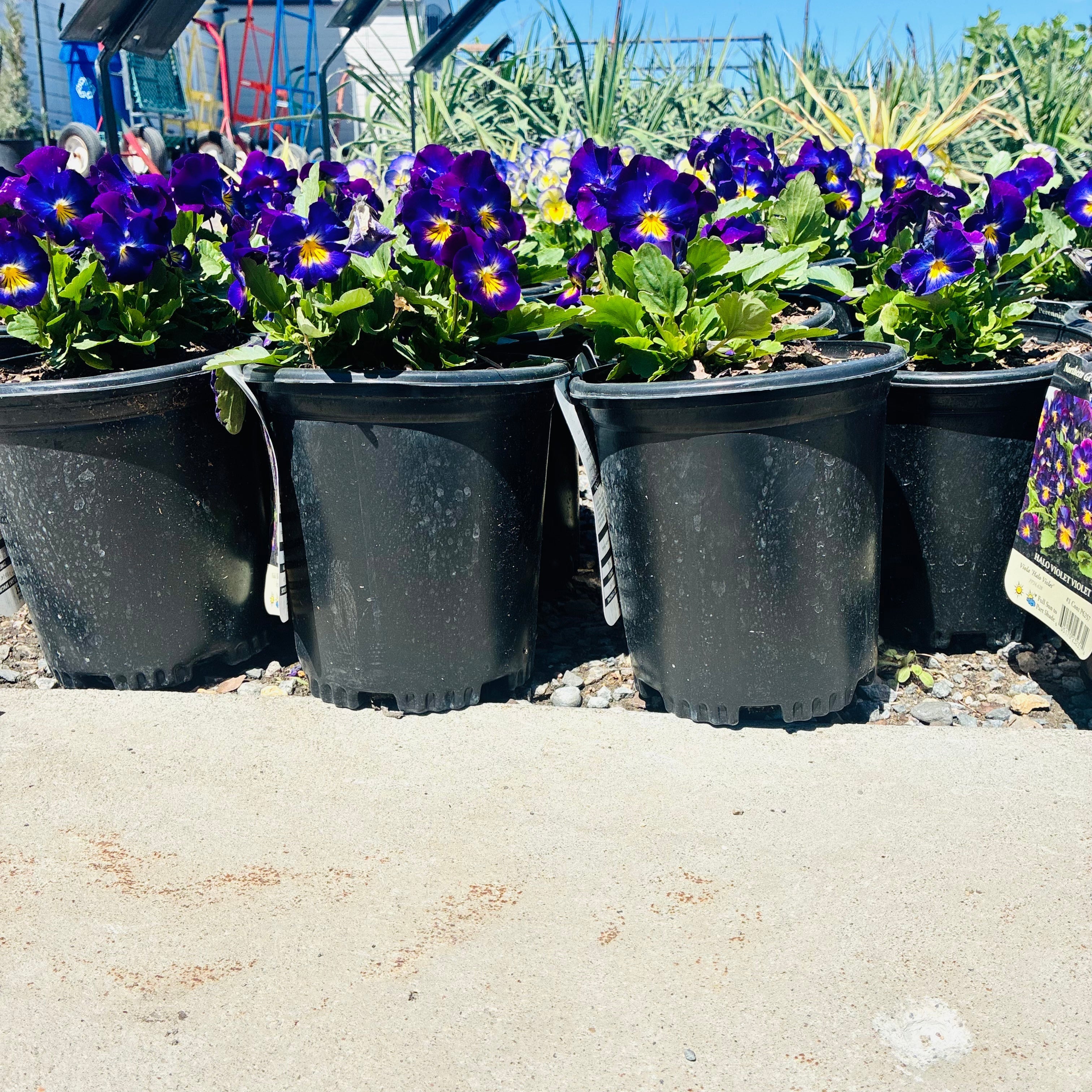 Halo Violet Viola — newly added Minnesota plant