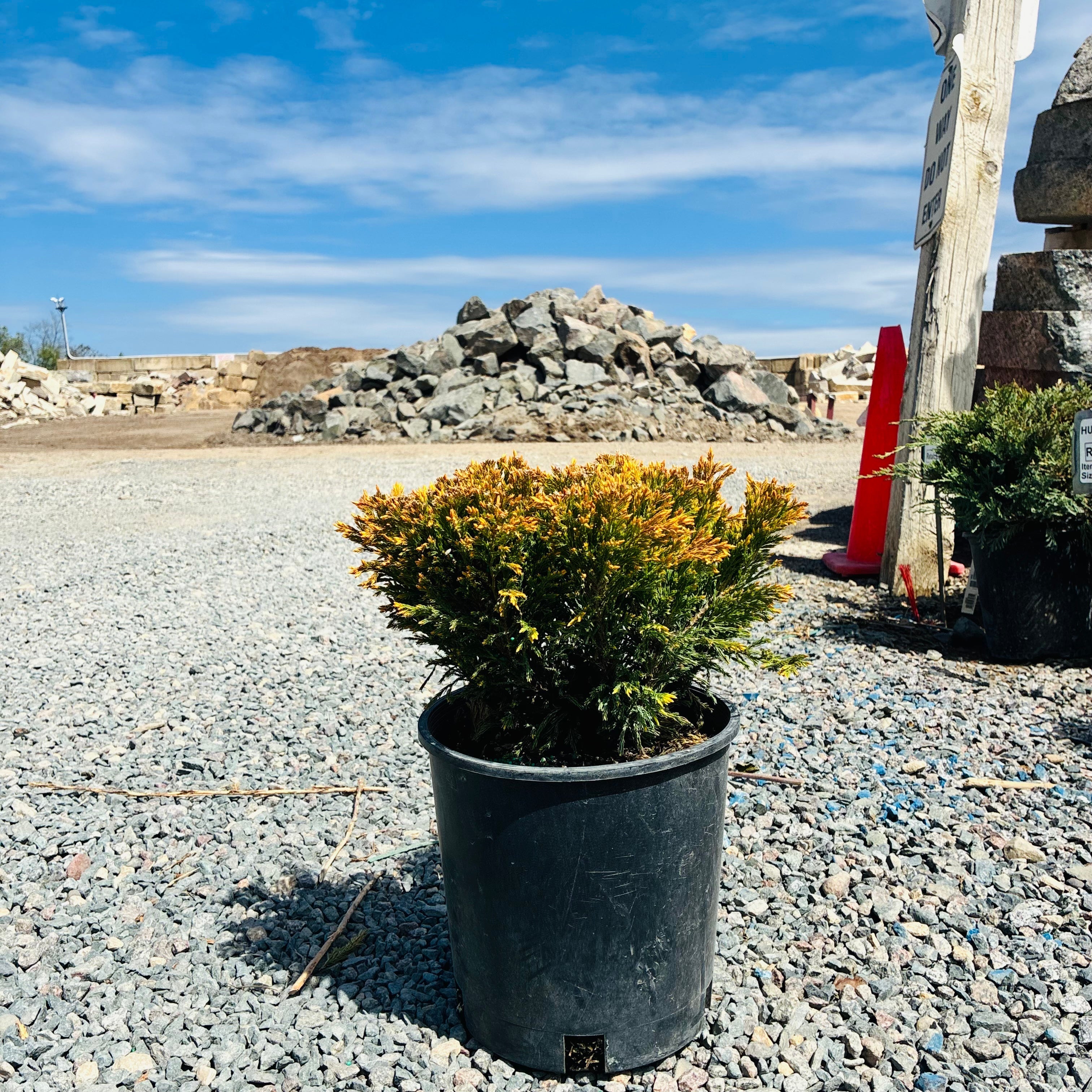 Compact plants for small Twin Cities yards