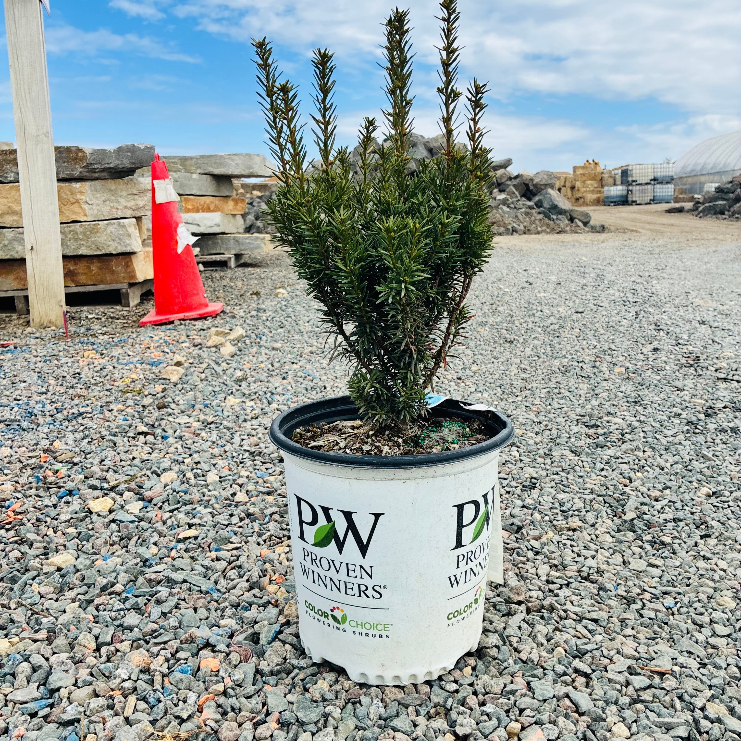 Stonehenge Yew — classic foundation evergreen for Minnesota homes