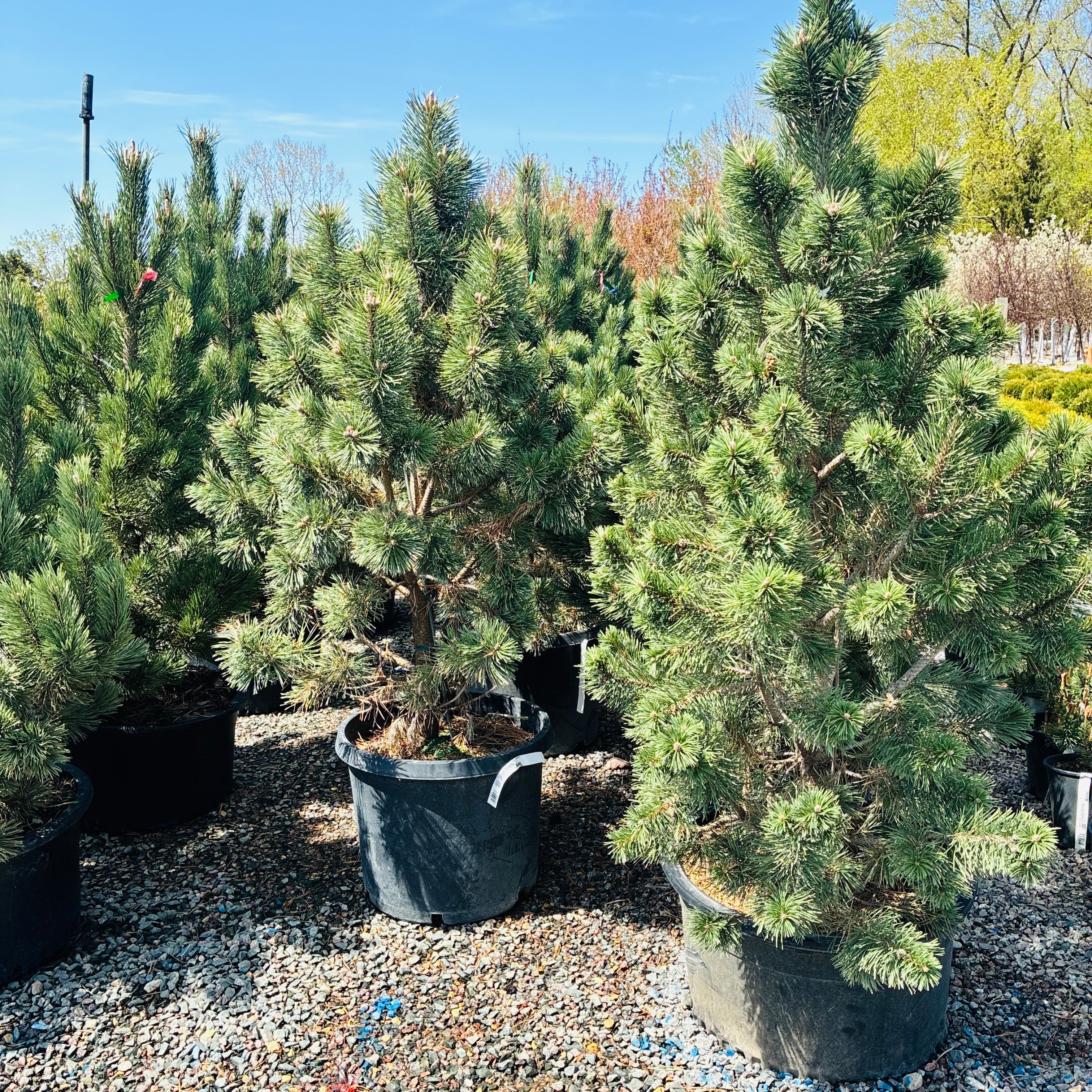 Tannenbaum Mugo Pine — Minneapolis, MN