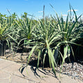 Adam's Needle Yucca — St. Paul, MN