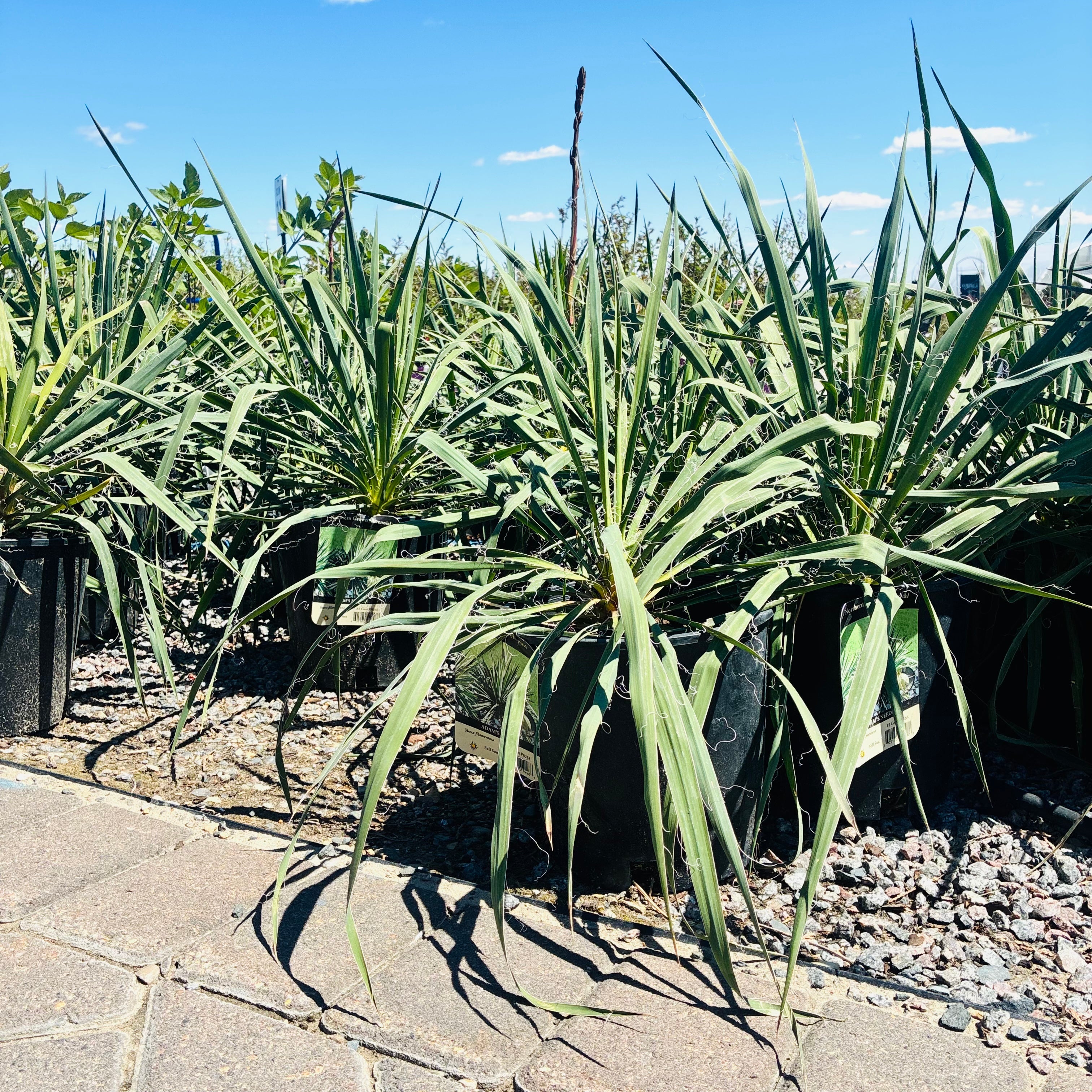 Adam's Needle Yucca — St. Paul, MN