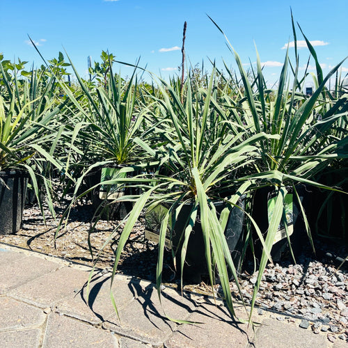 Adam's Needle Yucca — St. Paul, MN