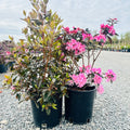 Aglo Rhododendron (Rhododendron 'Aglo') — Maple Grove, MN