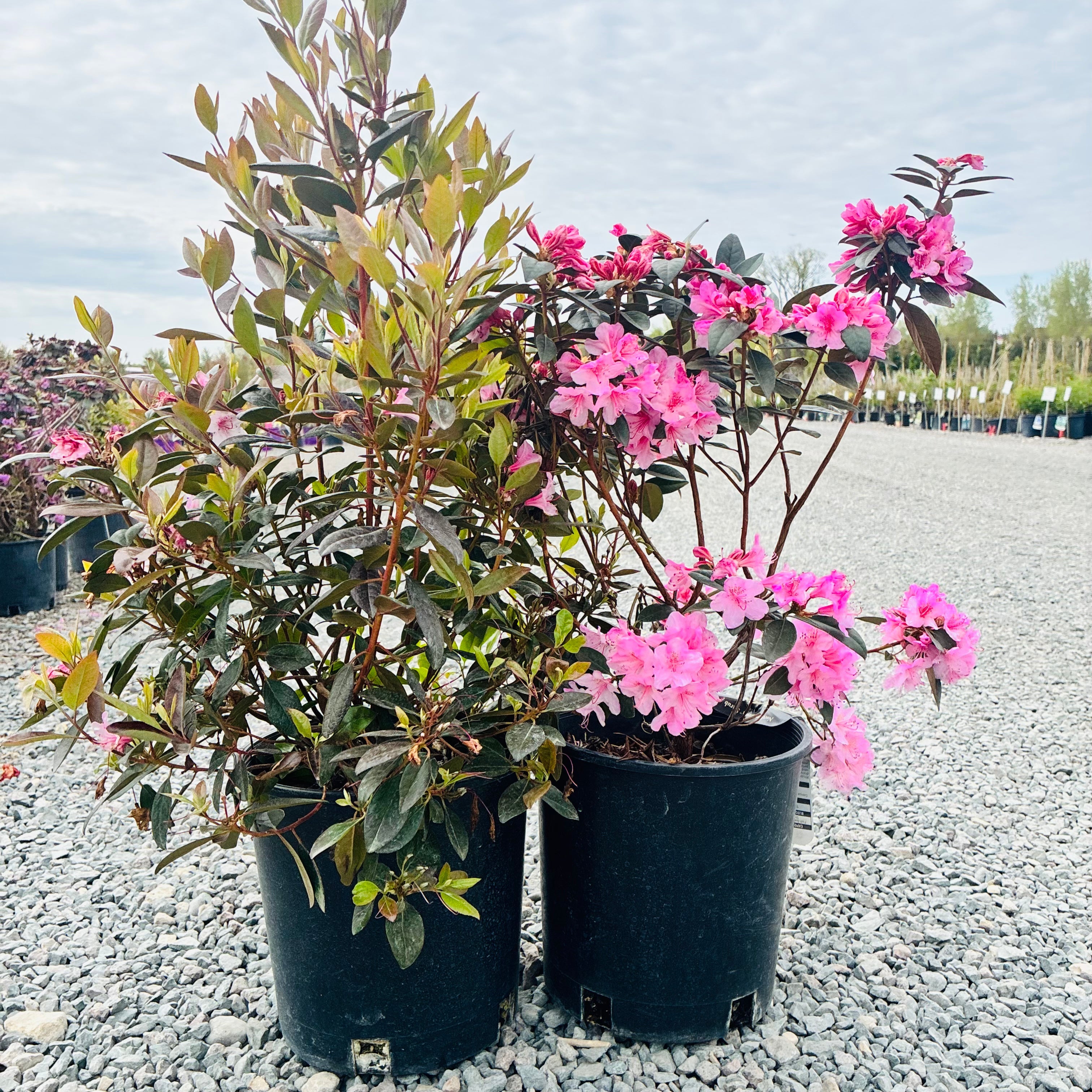 Aglo Rhododendron (Rhododendron 'Aglo') — Maple Grove, MN