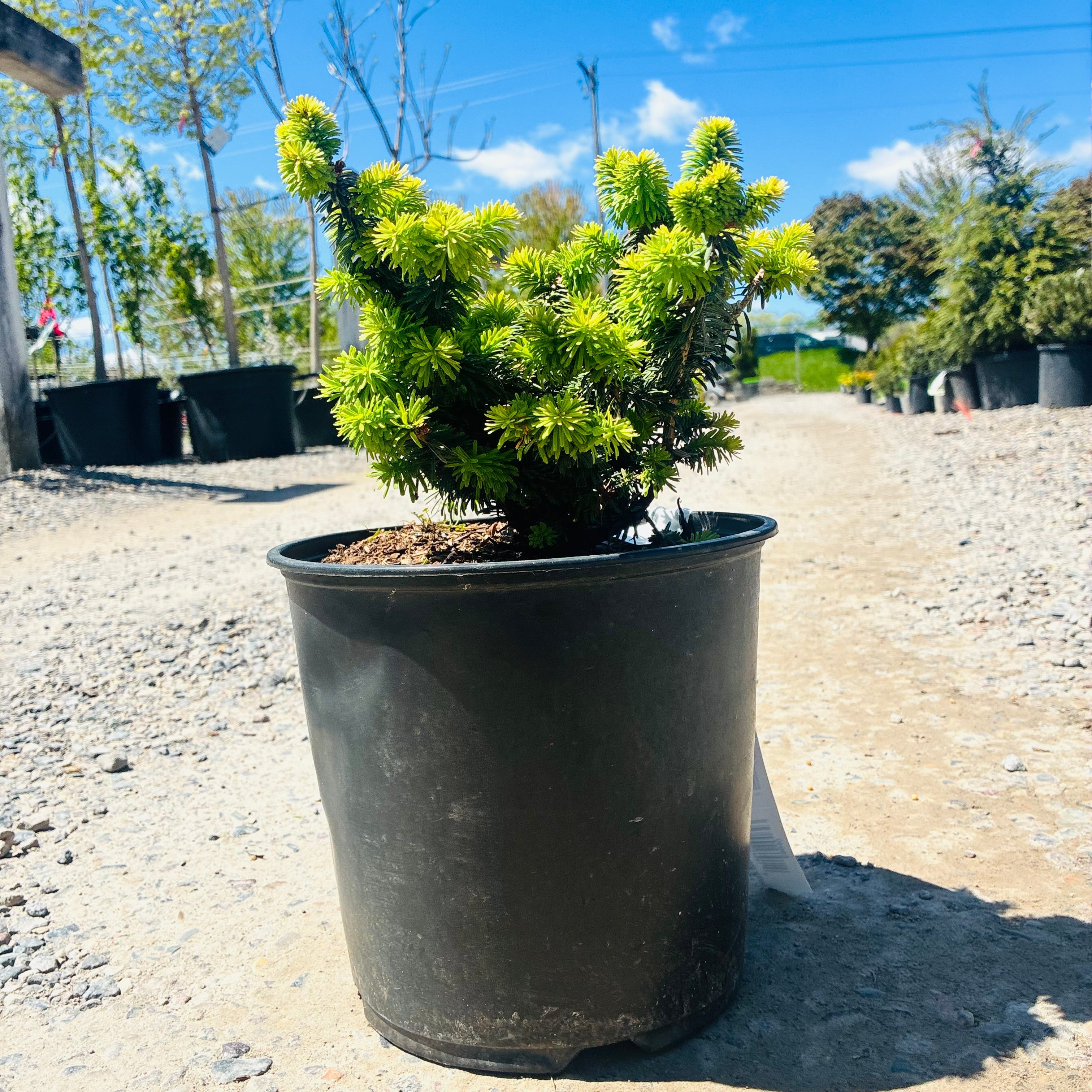 Abies Balsamea Nana Dwarf Balsam Fir — Plymouth, MN