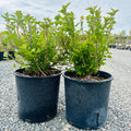 Alpine Currant (Ribes alpinum) in nursery container — St. Paul, MN