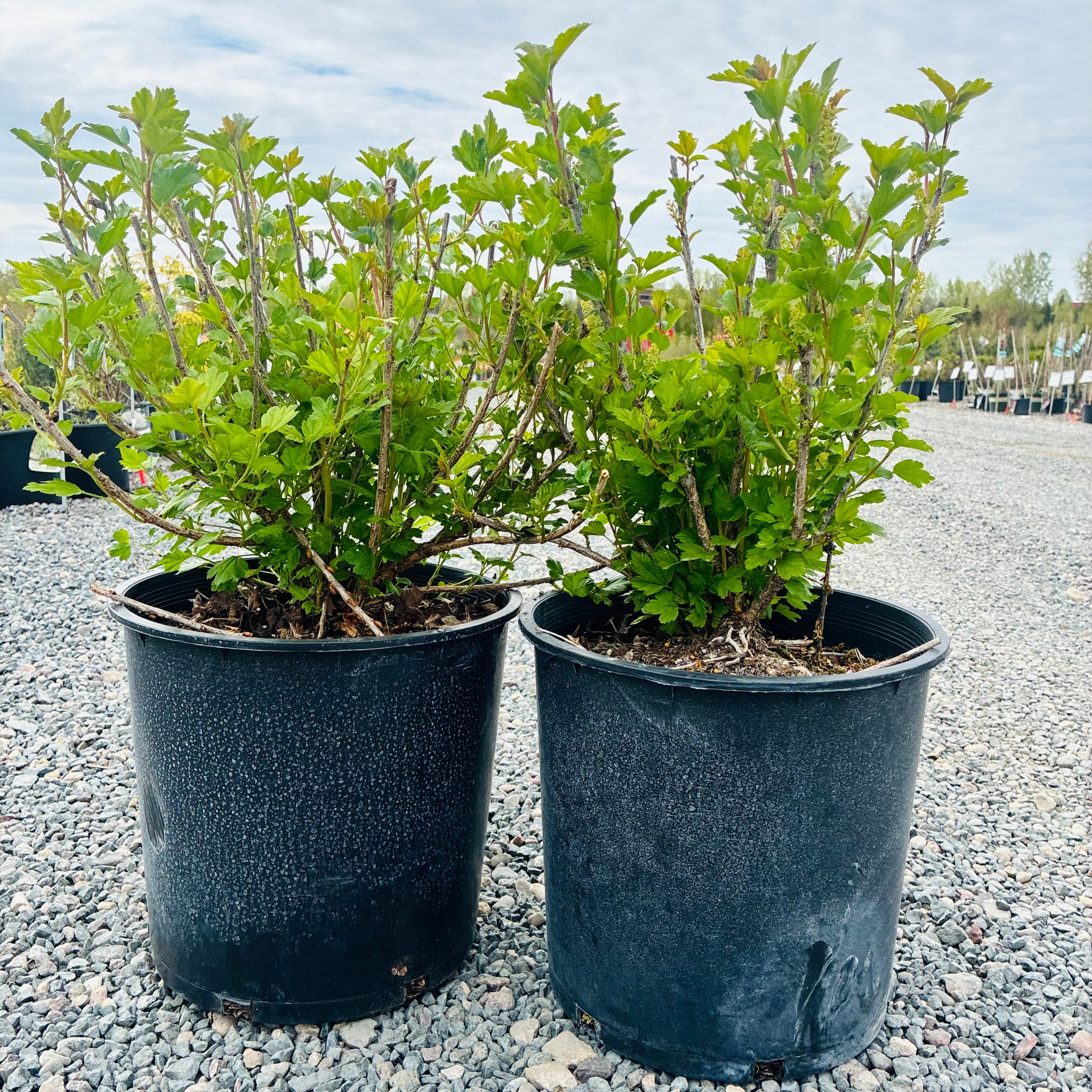 Alpine Currant (Ribes alpinum) in nursery container — St. Paul, MN