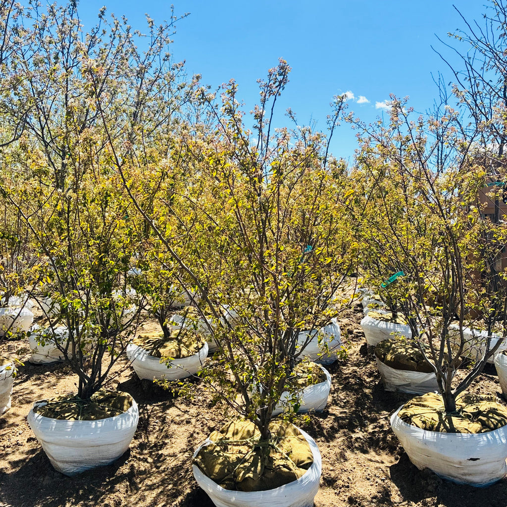Autumn Brilliance Serviceberry Clump in nursery container — Maple Grove, MN