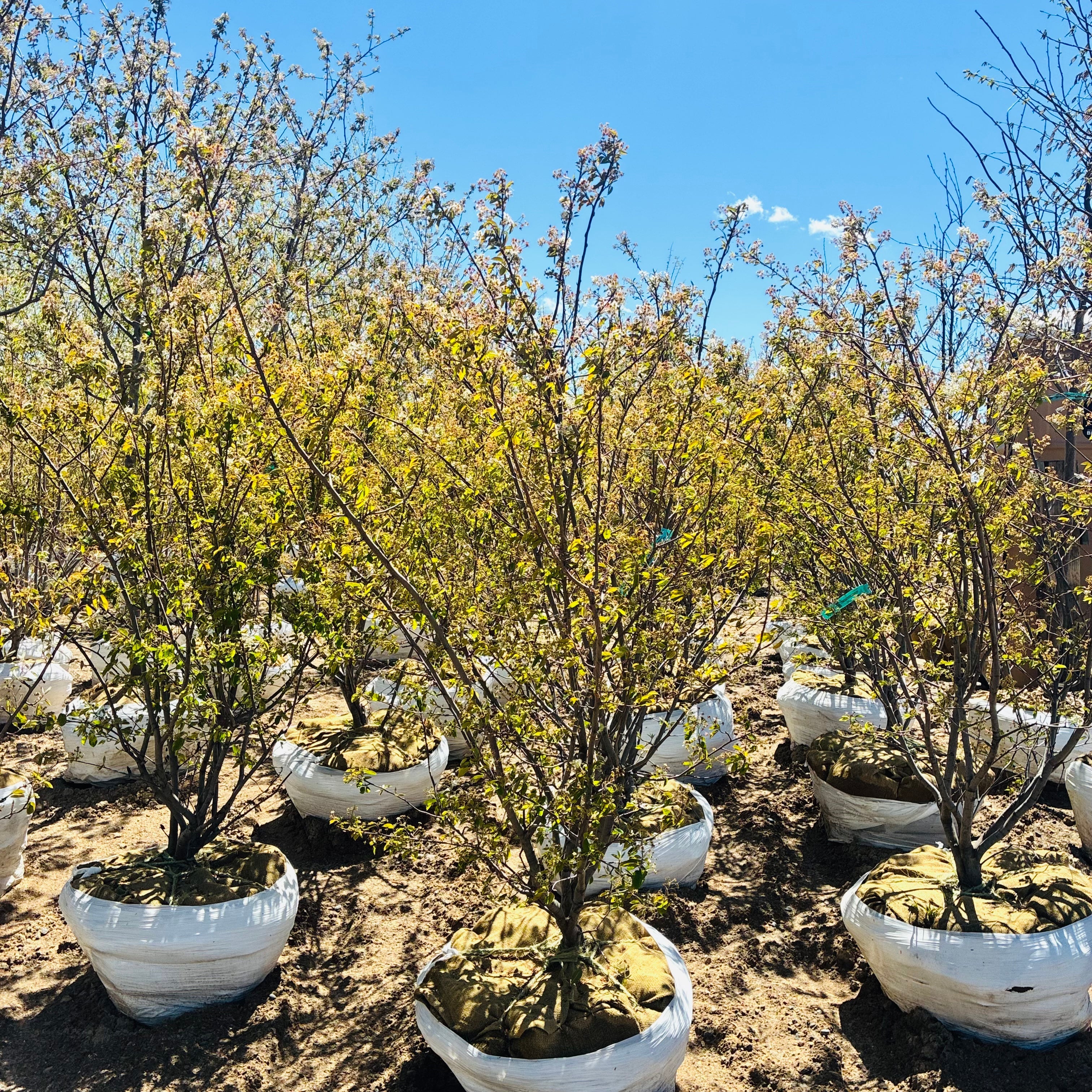 Autumn Brilliance Serviceberry Clump in nursery container — Maple Grove, MN