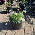 Amore Titanium Bleeding Heart (Dicentra 'Amore Titanium') — Minnetonka, MN