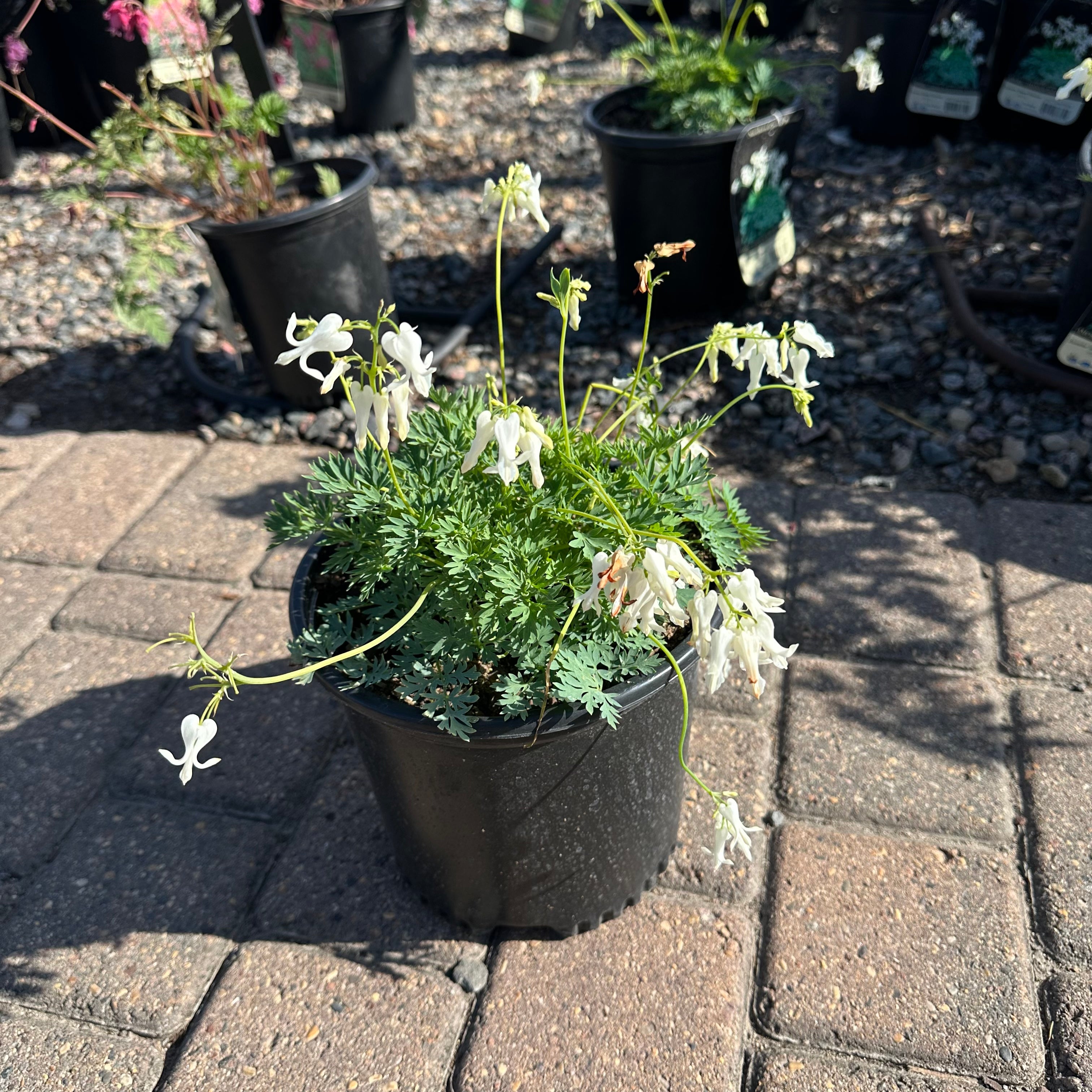 Amore Titanium Bleeding Heart (Dicentra 'Amore Titanium') — Minnetonka, MN