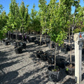 Armstrong Gold Red Maple (Acer 'Armstrong Gold Red') — Twin Cities, MN