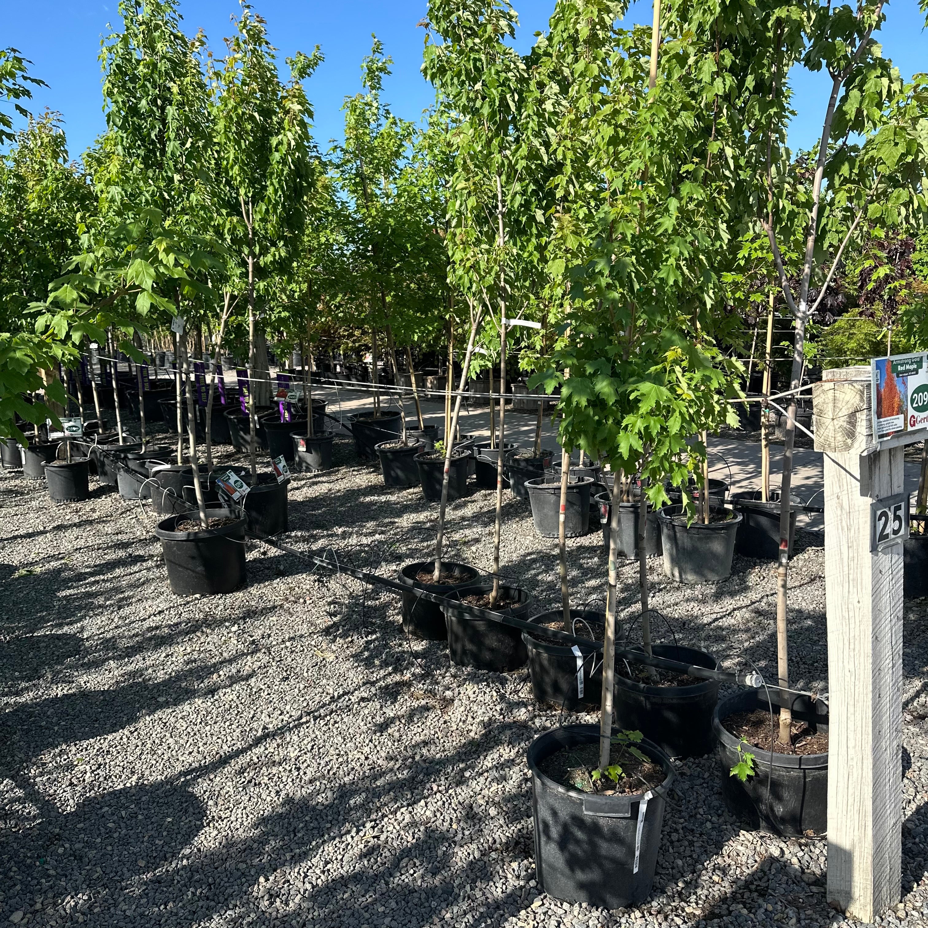 Armstrong Gold Red Maple (Acer 'Armstrong Gold Red') — Twin Cities, MN