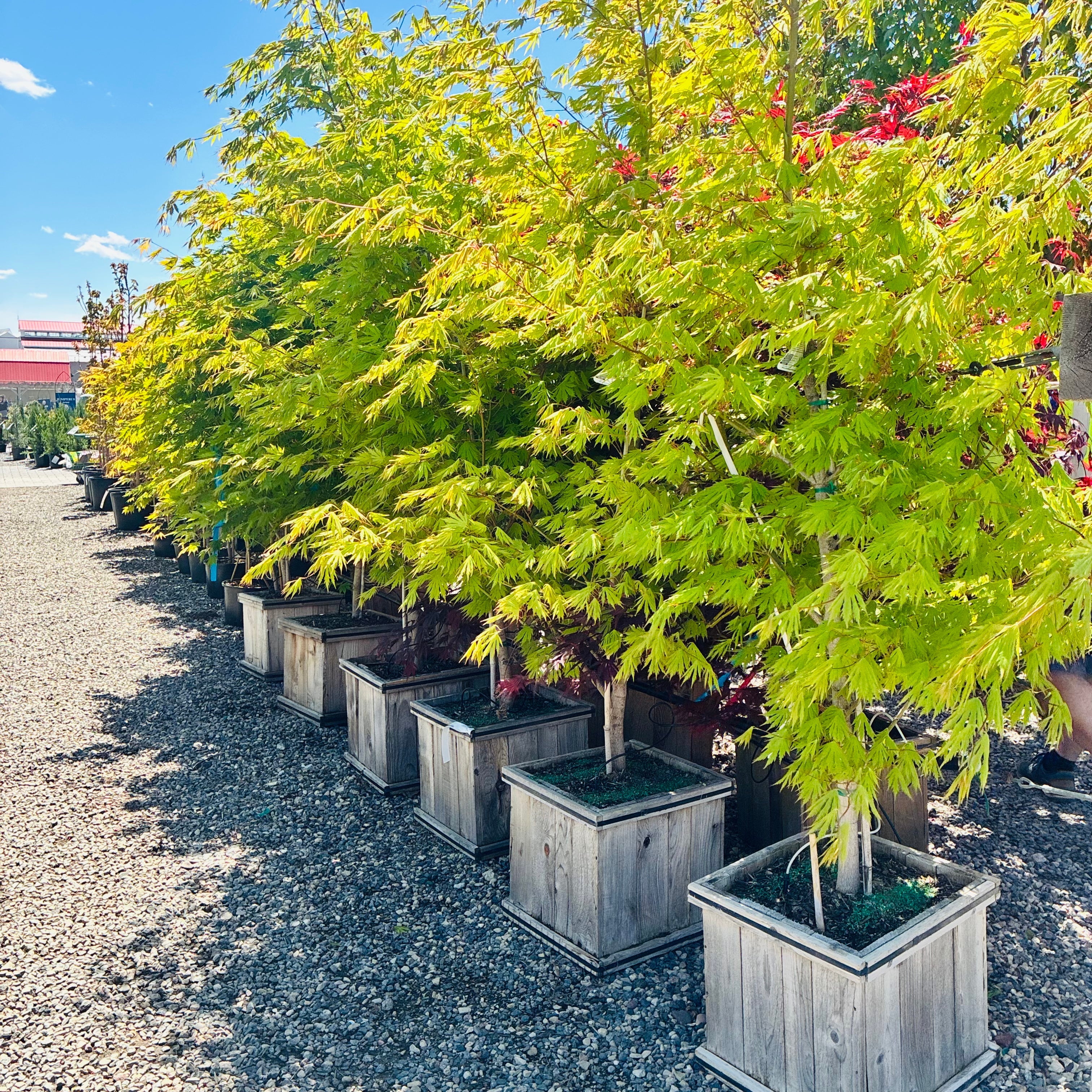 Arctic Jade Maple — Plymouth, MN