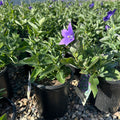 Astra Blue Balloon Flower (Platycodon grandiflorus) — Woodbury, MN