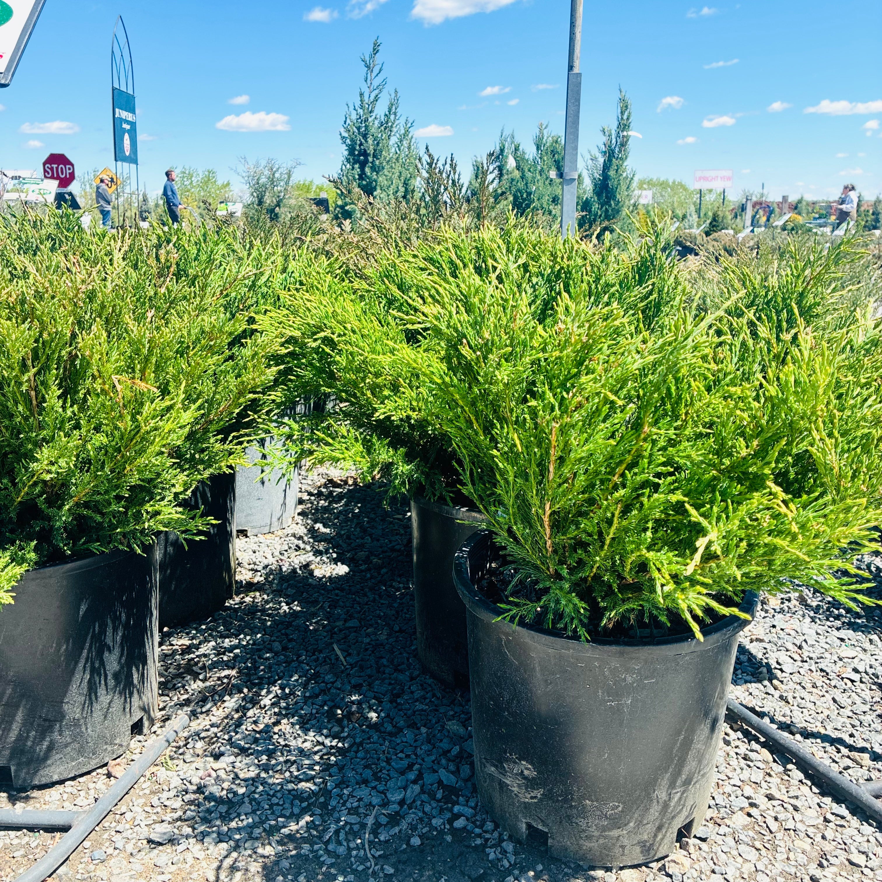 Andorra Compact Juniper — Bloomington, MN