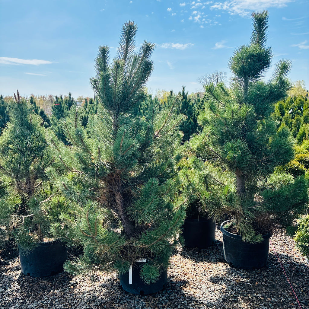 Austrian Pine — Twin Cities, MN