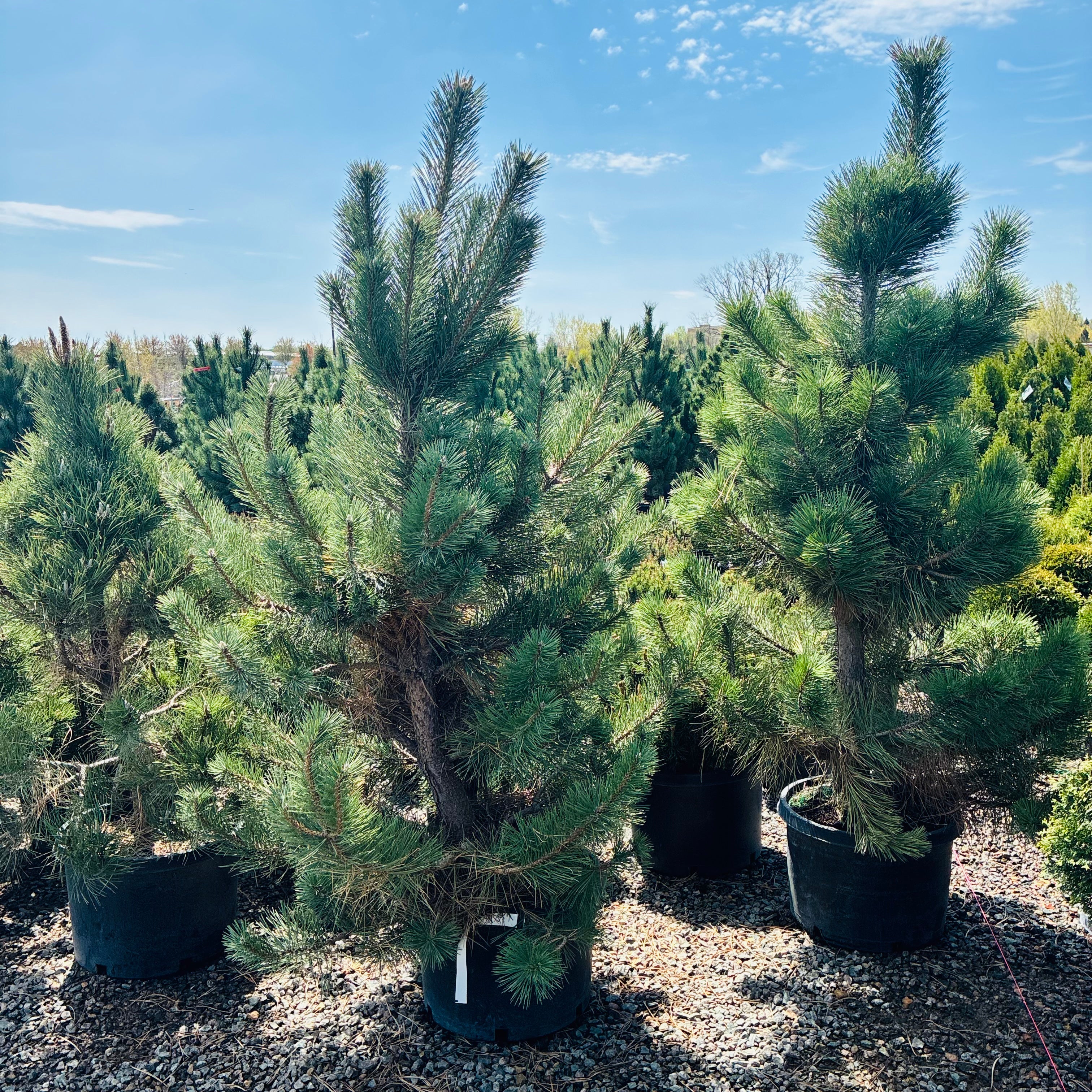 Austrian Pine (Common Names) — Twin Cities, MN