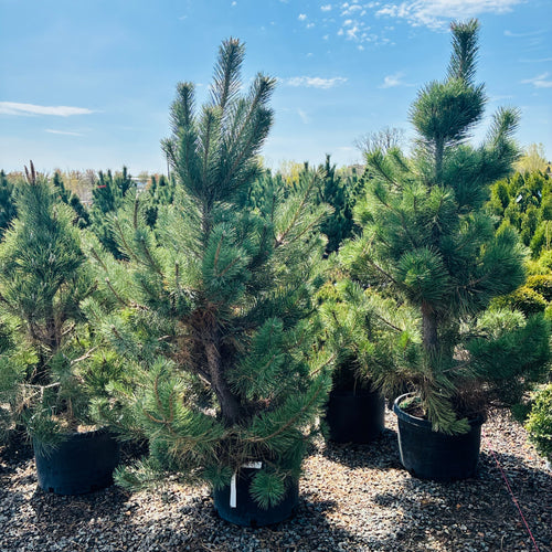 Austrian Pine — Twin Cities, MN