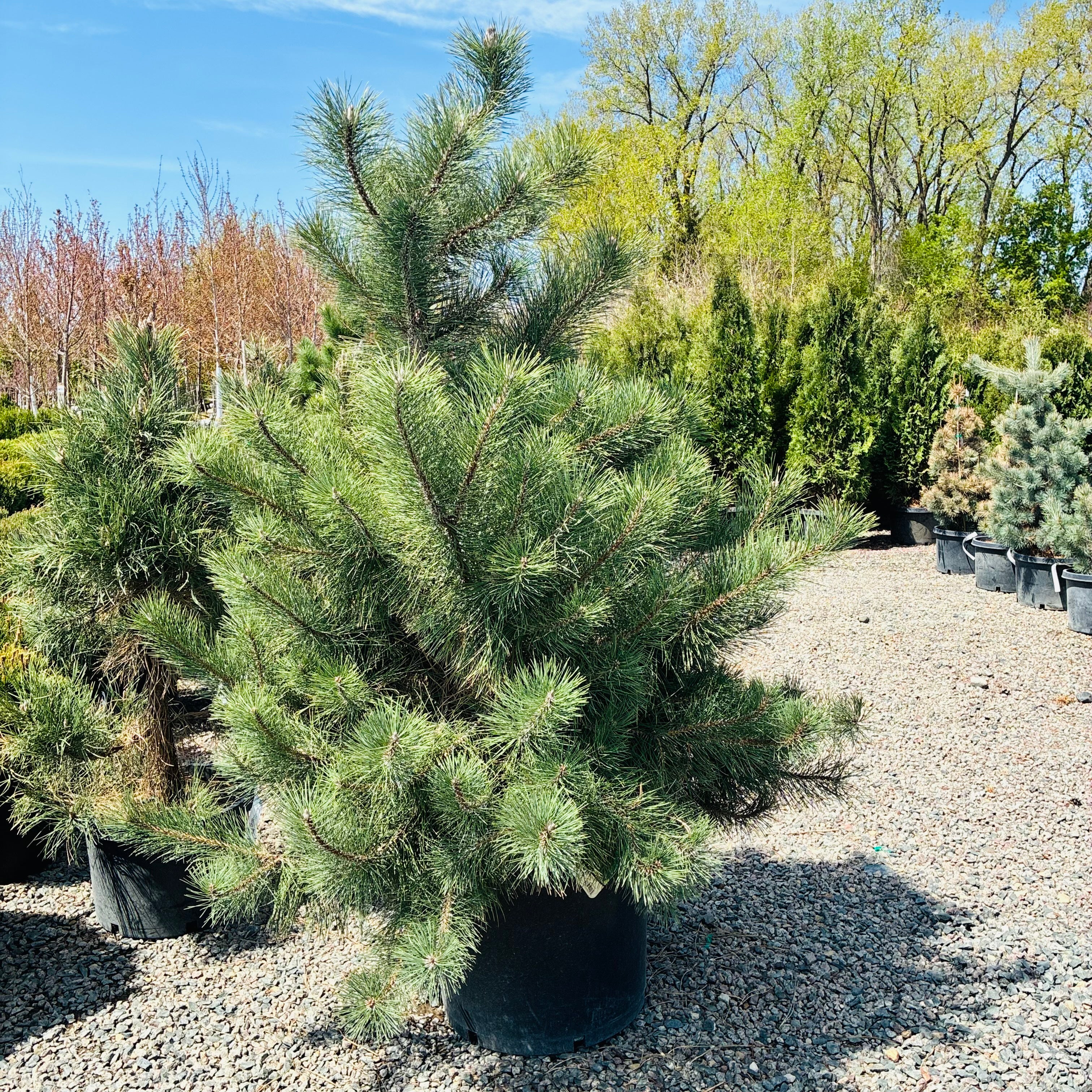 Austrian Pine (Common Names) in nursery container — Minneapolis, MN