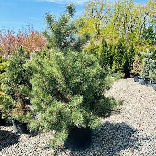 Austrian Pine in nursery container — Minneapolis, MN