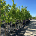 Autumn Blaze Maple (Acer 'Autumn Blaze') — Plymouth, MN