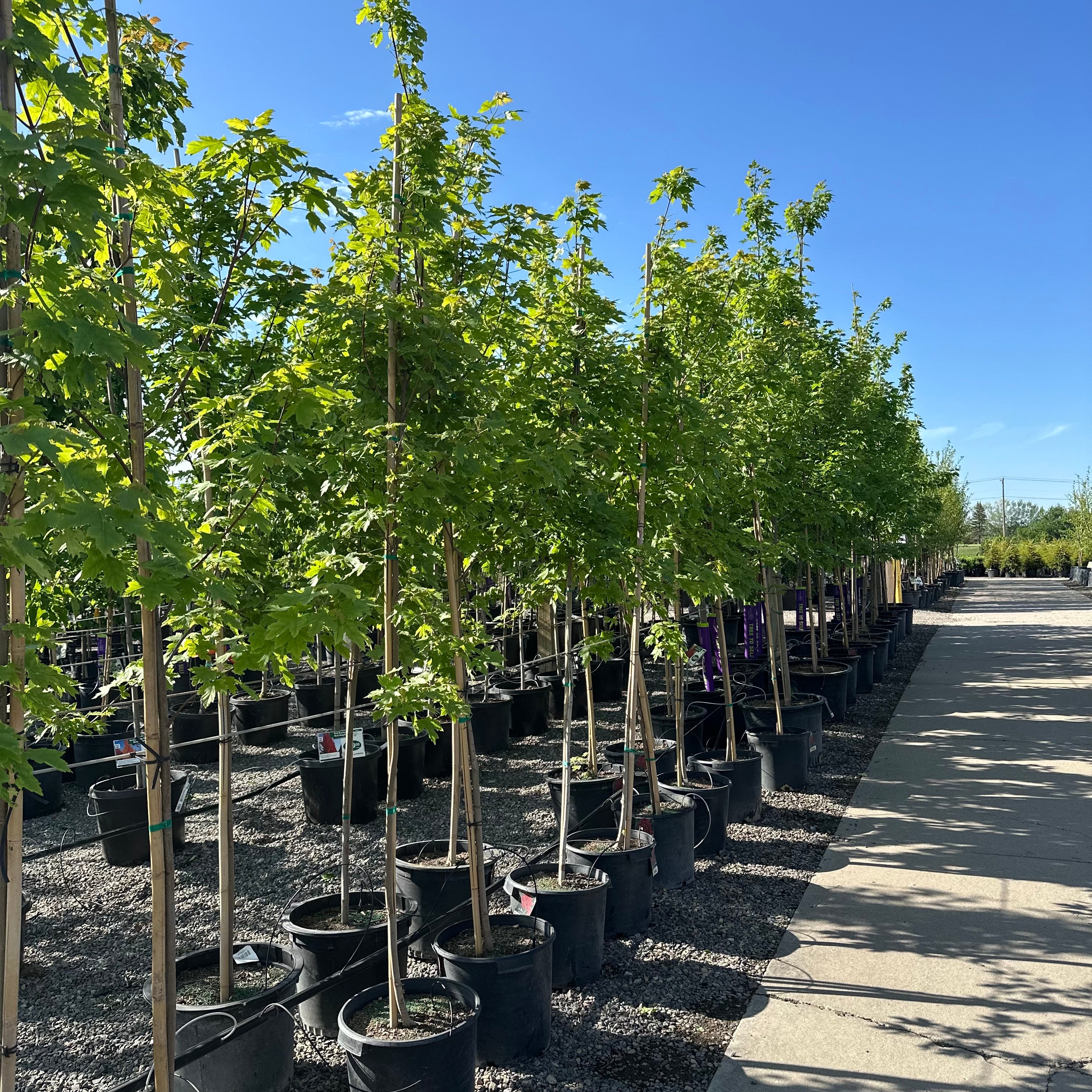 Autumn Blaze Maple (Acer 'Autumn Blaze') — Plymouth, MN