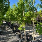 Autumn Blaze Maple (Acer 'Autumn Blaze') in nursery container — Twin Cities, MN