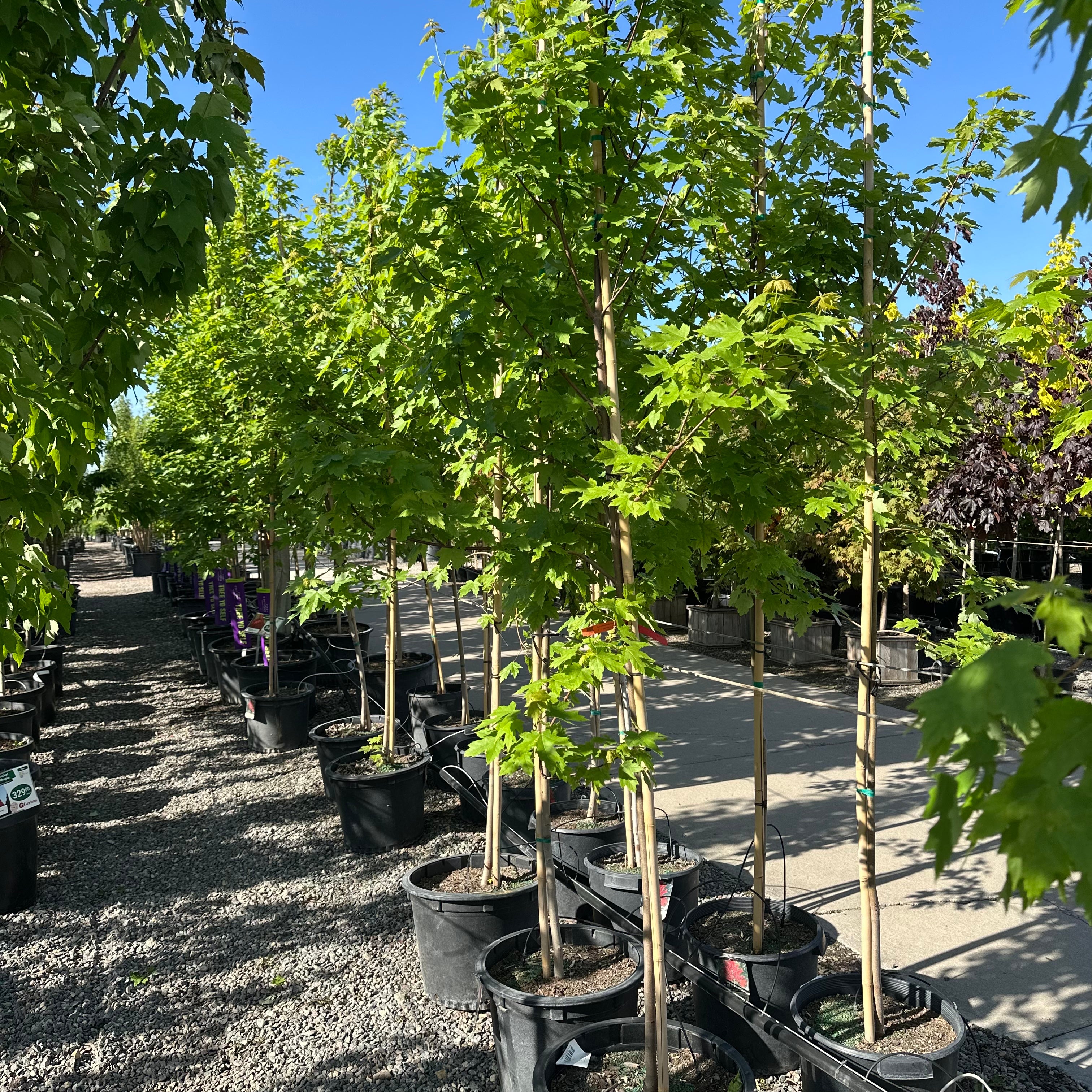 Autumn Blaze Maple (Acer 'Autumn Blaze') in nursery container — Twin Cities, MN