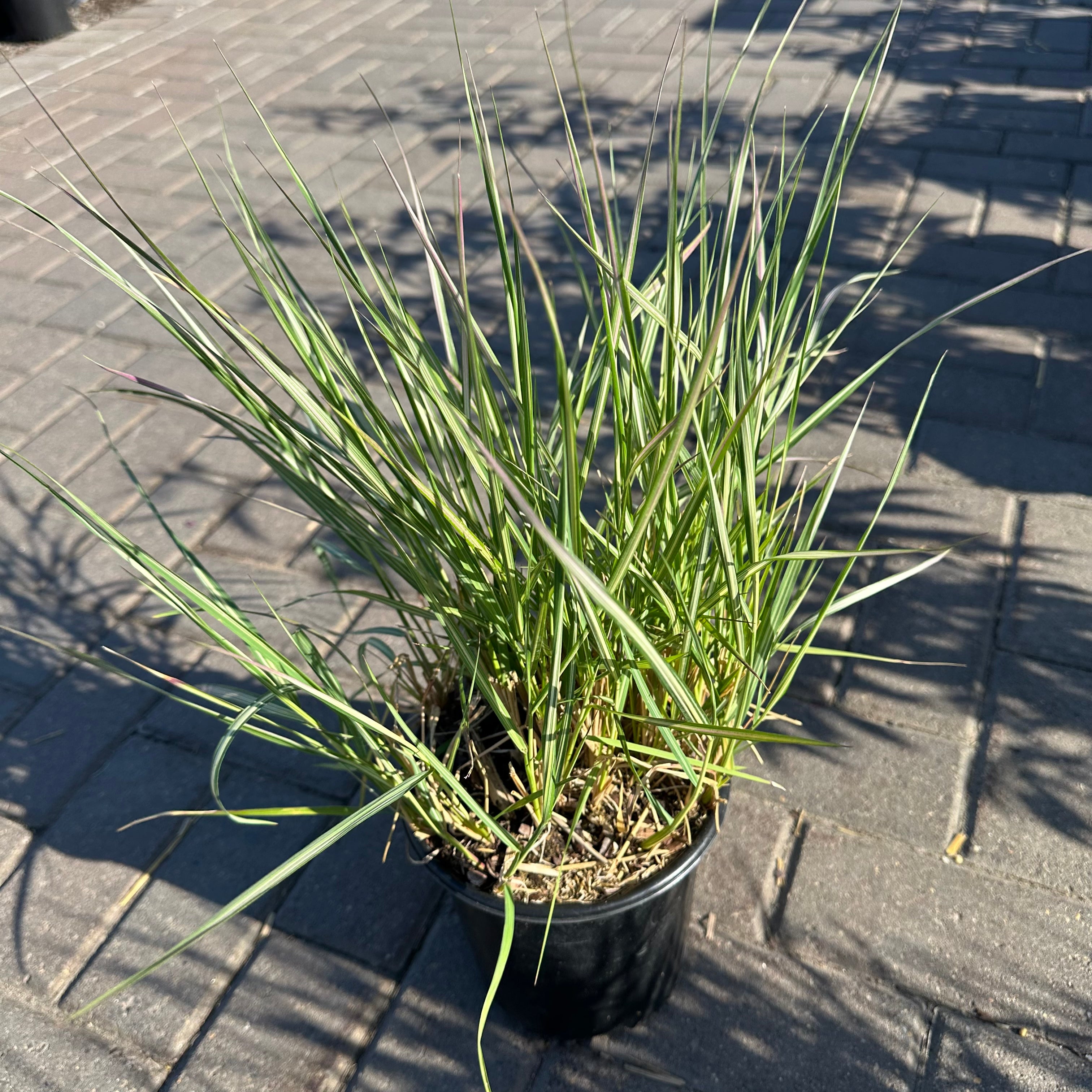 Avalanche Feather Reed Grass — Bloomington, MN