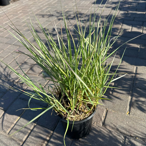 Avalanche Feather Reed Grass — Bloomington, MN