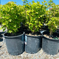 Bailey Compact American Cranberry Bush — Eden Prairie, MN