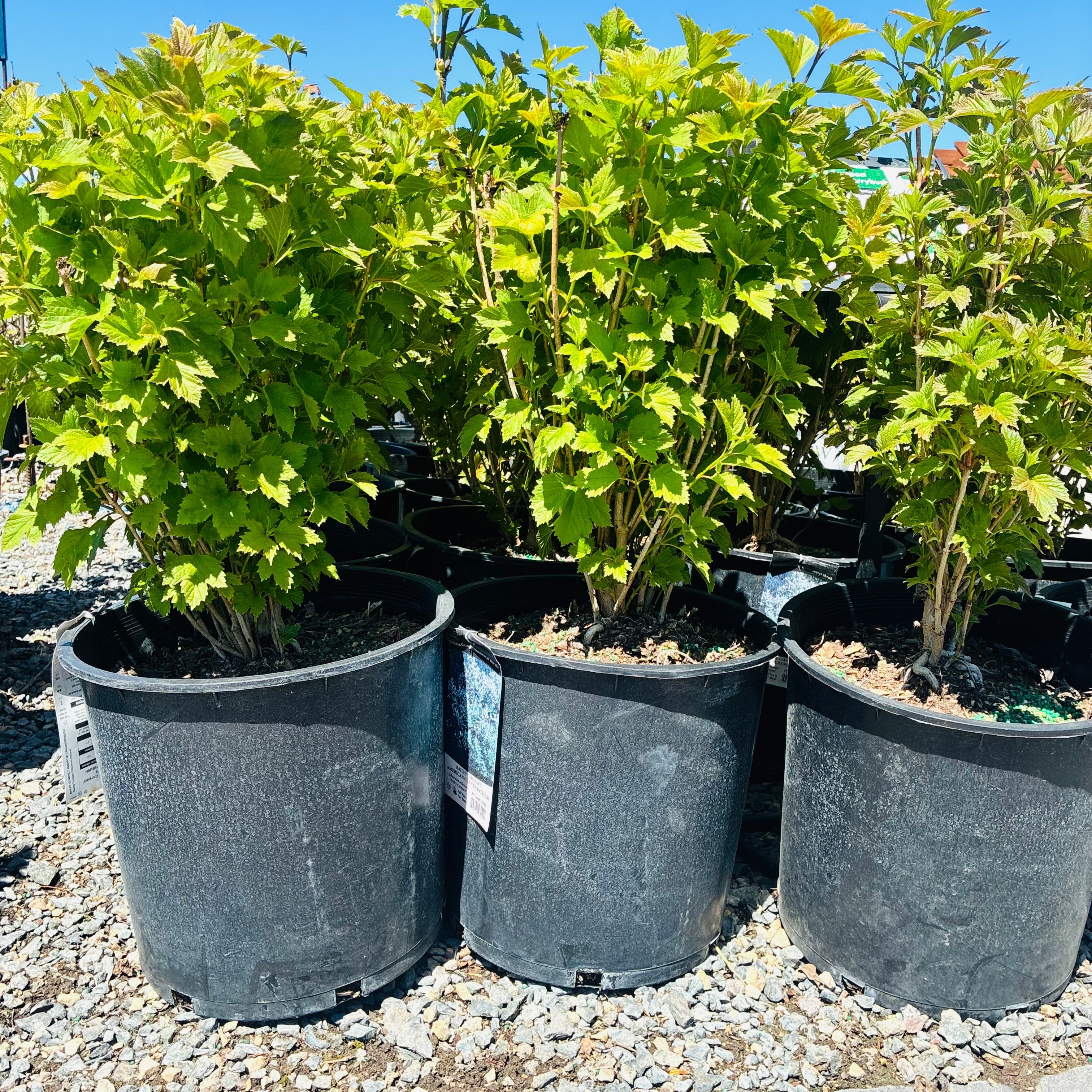 Bailey Compact American Cranberry Bush — Eden Prairie, MN