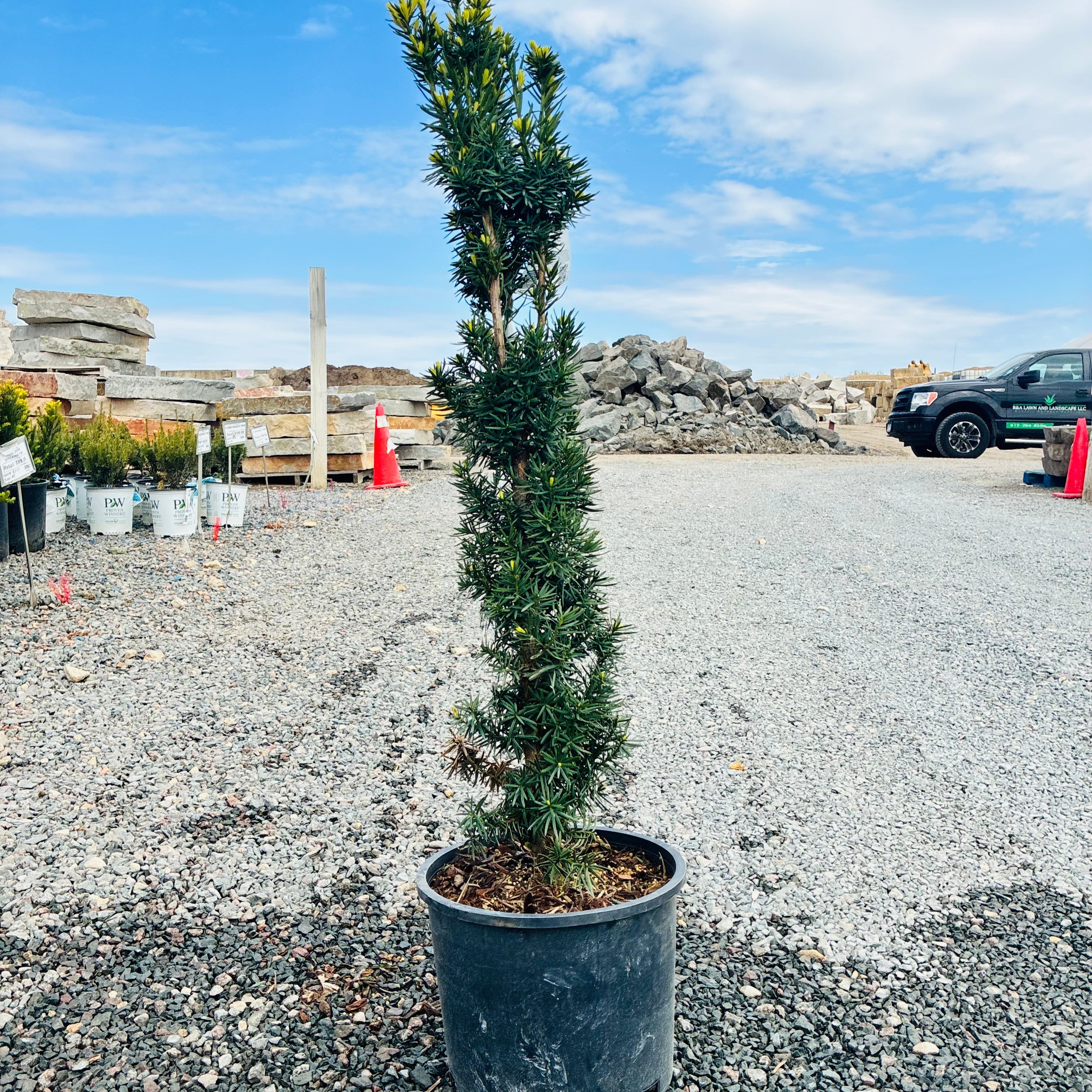 Beanpole Yew (Taxus × media 'Beanpole') — Twin Cities, MN